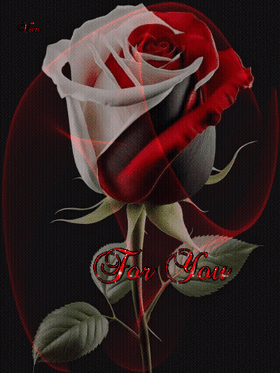 A Red And White Rose With The Words " For You " On The Bottom GIF