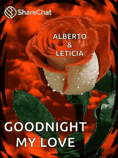 A Red And White Rose With The Words Goodnight My Love Written On It GIF