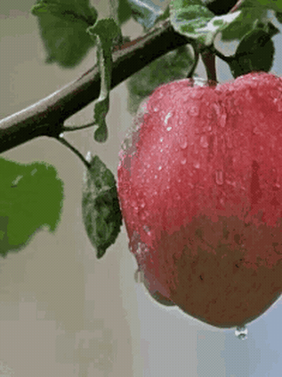A Red Apple Is Hanging From A Tree Branch With Water Drops On It GIF