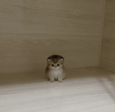 A Red Balloon Is Sitting On Top Of A Small Rabbit 'S Head GIF