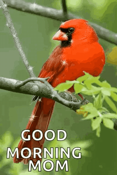 A Red Bird Is Perched On A Tree Branch With The Words Good Morning Mom Written Below It GIF