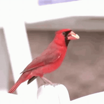 A Red Bird Is Perched On A White Chair GIF