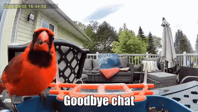 A Red Bird Is Sitting On A Bird Feeder With The Words Goodbye Chat Above It GIF