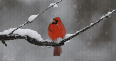 A Red Bird Perched On A Snowy Branch With The Name Tim Written Below It GIF