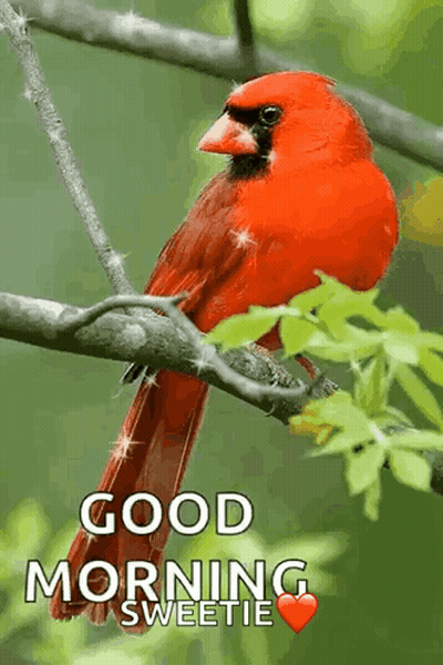 A Red Bird Perched On A Tree Branch With The Words Good Morning Sweetie Written Below It GIF