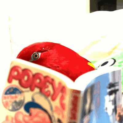 A Red Bird Sitting On Top Of A Popeye Comic Book GIF