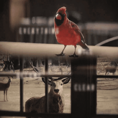 A Red Bird With A Black Beak Is Perched On A Railing Next To A Deer GIF