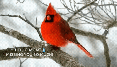 A Red Cardinal Is Perched On A Tree Branch With A Tear Coming Out Of Its Eye . GIF