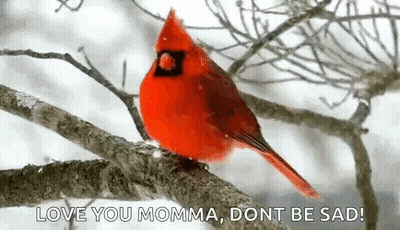 A Red Cardinal Is Perched On A Tree Branch With The Words `` Love You Momma , Dont Be Sad '' . GIF