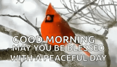A Red Cardinal Is Sitting On A Tree Branch In The Snow . GIF