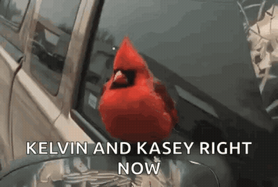 A Red Cardinal Is Sitting On The Hood Of A Car With The Words Kelvin And Kasey Right Now . GIF
