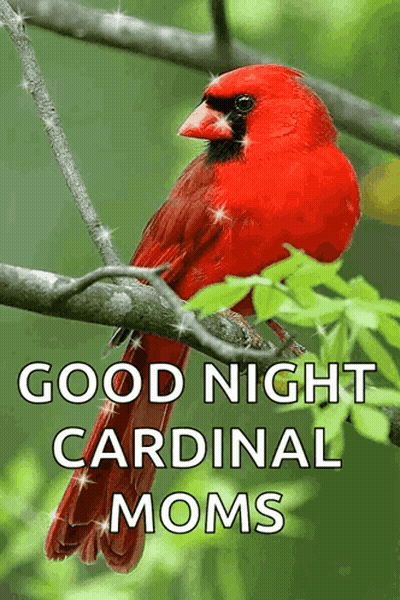 A Red Cardinal Perched On A Tree Branch With The Words Good Night Cardinal Moms GIF