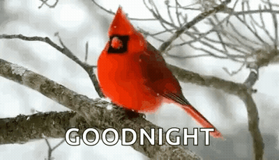 A Red Cardinal Perched On A Tree Branch With The Words `` Goodnight '' Written Below It . GIF