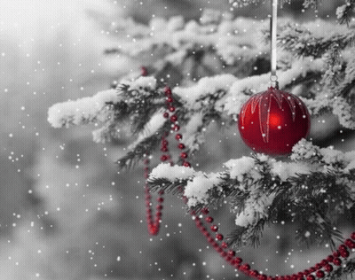 A Red Christmas Ball Is Hanging From A Snowy Christmas Tree Branch . GIF