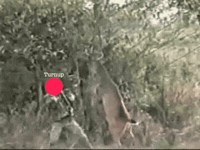 A Red Circle In The Middle Of A Tree Says Turnup GIF