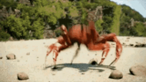 A Red Crab Is Crawling On A Sandy Beach . GIF