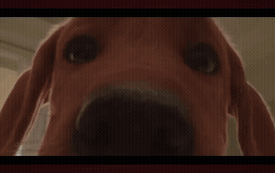 A Red Dog Is Standing Next To A Bed In A Bedroom GIF