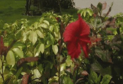 A Red Flower Is In The Middle Of A Bush GIF