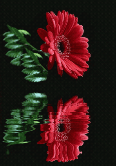 A Red Flower Is Reflected In A Black Water Surface GIF
