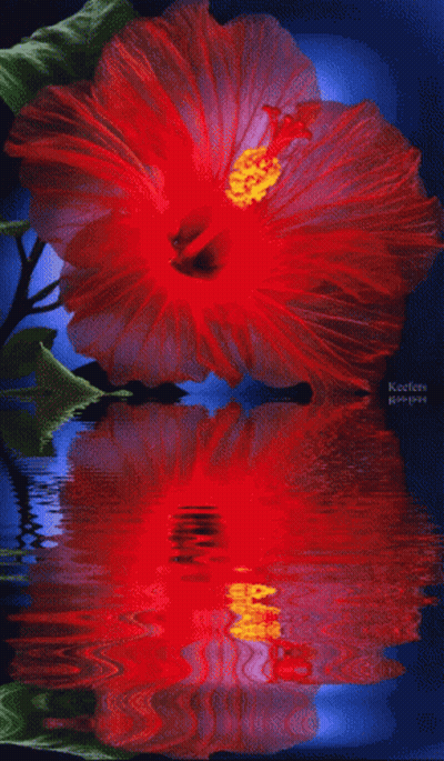 A Red Flower With A Yellow Center Is Reflected In A Body Of Water By Keefe 'S Pictures GIF