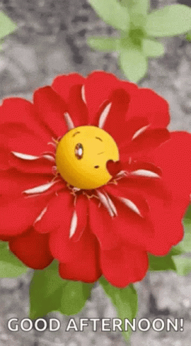 A Red Flower With A Yellow Smiley Face On It And The Words Good Afternoon GIF