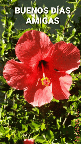 A Red Flower With The Words Buenos Dias Amigas Written On It GIF