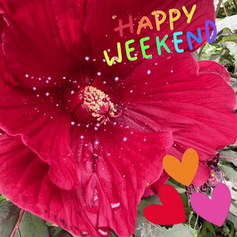 A Red Flower With The Words " Happy Weekend " Written On It GIF