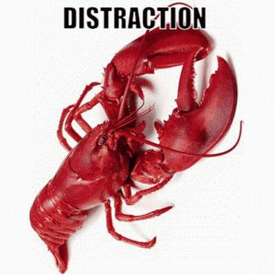 A Red Lobster Is On A White Background With The Word Distraction Above It GIF