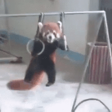 A Red Panda Is Hanging Upside Down On A Swing While Holding A Pair Of Rings . GIF