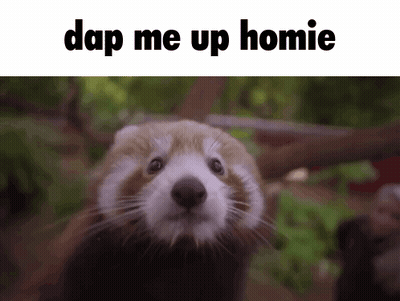 A Red Panda Is Looking At The Camera With The Caption " Dap Me Up Homie " GIF