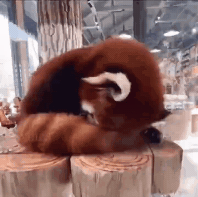 A Red Panda Is Sitting On A Wooden Stump . GIF