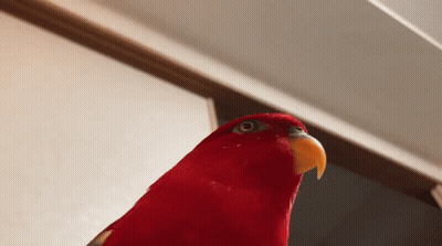 A Red Parrot With A Yellow Beak Is Looking Up GIF