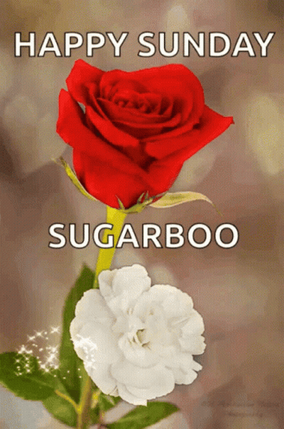 A Red Rose And A White Flower With The Words Happy Sunday Sugarboo On The Bottom GIF