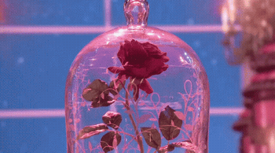 A Red Rose In A Glass Dome On A Pink Background GIF