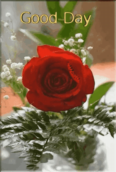 A Red Rose In A Vase With A Good Day Message GIF
