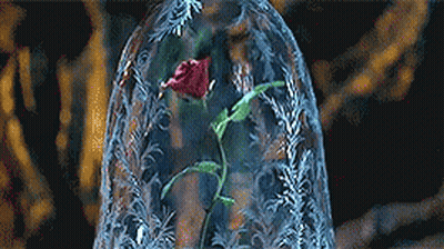 A Red Rose Is In A Glass Dome . GIF