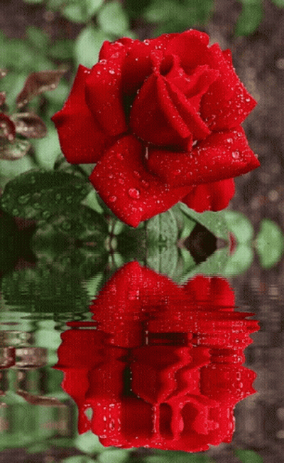 A Red Rose Is Reflected In The Water And Has Water Drops On It GIF