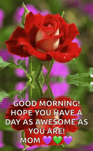 A Red Rose Is Reflected In The Water And Says Good Morning Hope You Have A Day As Awesome As You Are GIF