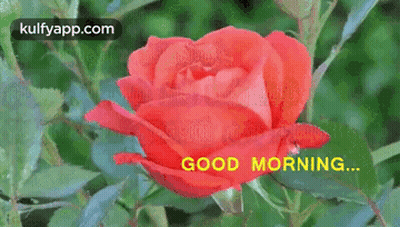 A Red Rose Is Surrounded By Green Leaves And Says Good Morning . GIF