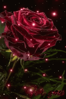 A Red Rose Is Surrounded By Pink Lights On A Dark Background . GIF