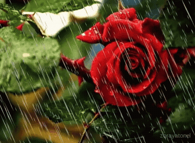 A Red Rose Is Surrounded By Rain Drops And Leaves . GIF