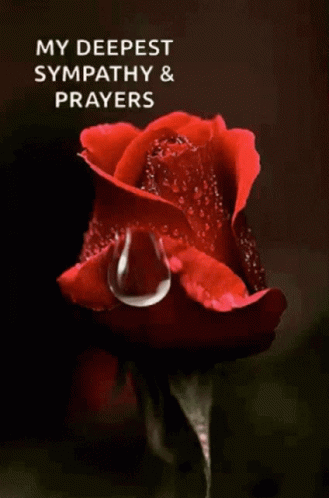A Red Rose With A Drop Of Water On It GIF