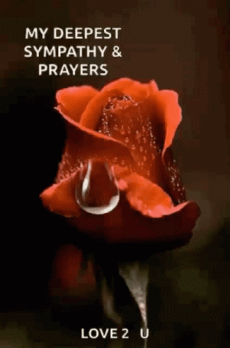 A Red Rose With A Drop Of Water On It And The Words My Deepest Sympathy And Prayers GIF