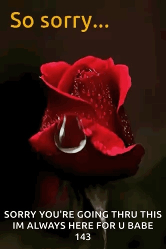 A Red Rose With A Tear Coming Out Of It And The Words So Sorry GIF