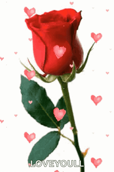 A Red Rose With Green Leaves And Pink Hearts Surrounding It GIF
