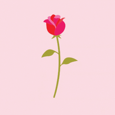 A Red Rose With Green Leaves And Pink Petals On A Pink Background GIF