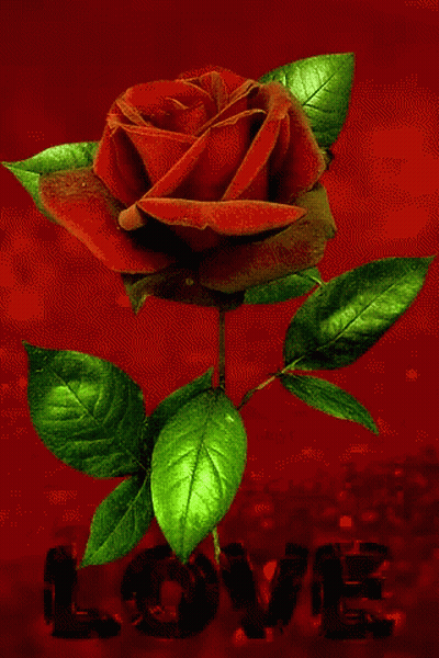 A Red Rose With Green Leaves On A Red Background With The Word Love GIF