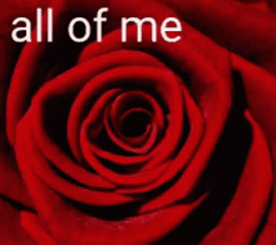 A Red Rose With The Words " All Of Me Loves " Written On It GIF