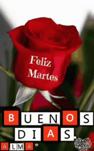 A Red Rose With The Words " Feliz Martes " Written On It GIF