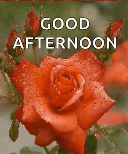 A Red Rose With The Words `` Good Afternoon '' Written On It GIF